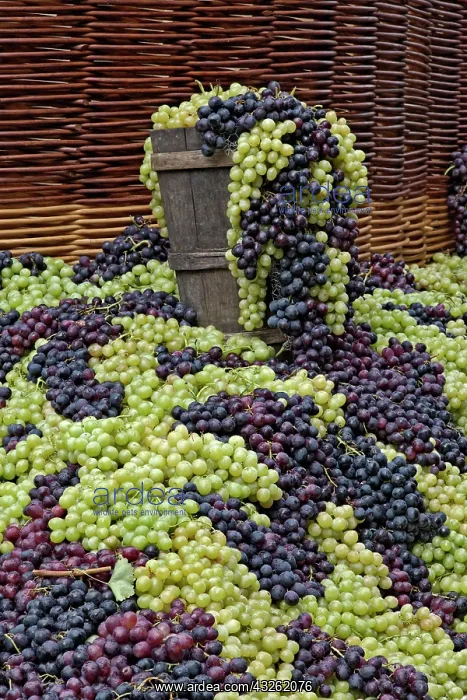 : Grapes, La Festa dell'Uva, Impruneta, Tuscany : Grapes, La Festa dell'Uva, Impruneta, Tuscany