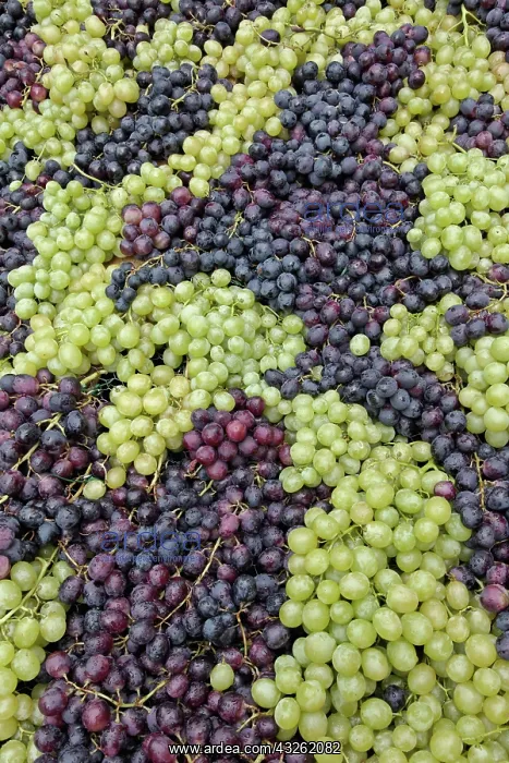 : Grapes, La Festa dell'Uva, Impruneta, Tuscany : Grapes, La Festa dell'Uva, Impruneta, Tuscany