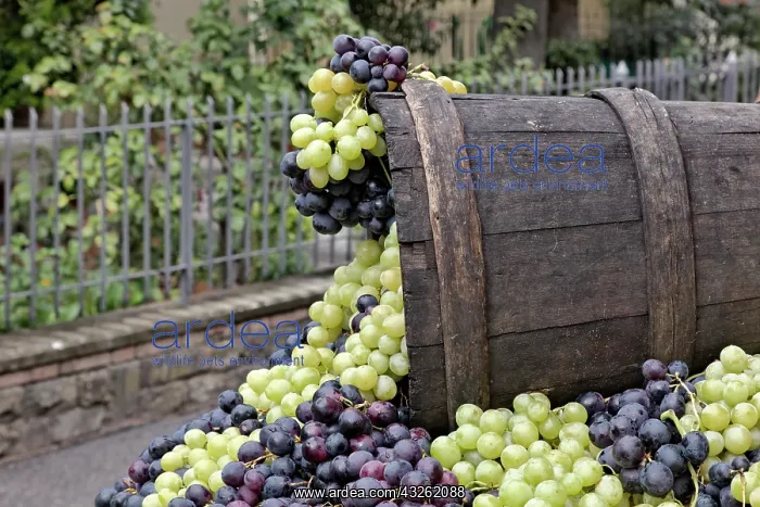 : Grapes, La Festa dell'Uva, Impruneta, Tuscany : Grapes, La Festa dell'Uva, Impruneta, Tuscany
