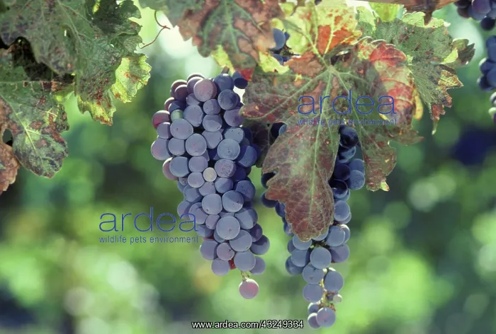 : Grapes nearing maturity in Napa Valley : Grapes nearing maturity in Napa Valley