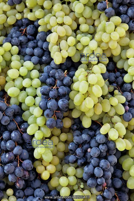 : Grapes on parade float, Chianti Grape Harvest : Grapes on parade float, Chianti Grape Harvest