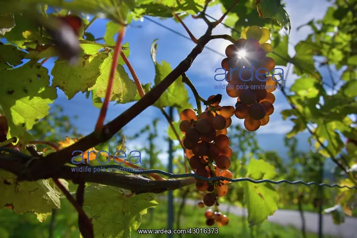 : Grapes ripe pink coloured grapes hanging : Grapes ripe pink coloured grapes hanging