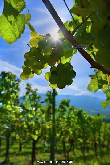 : Grapes ripe pink coloured grapes hanging : Grapes ripe pink coloured grapes hanging