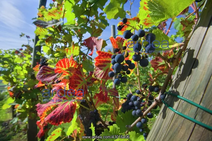 : Grapes ripe pink coloured grapes hanging : Grapes ripe pink coloured grapes hanging