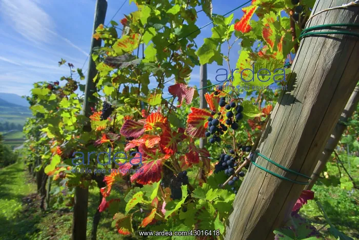 : Grapes ripe pink coloured grapes hanging : Grapes ripe pink coloured grapes hanging