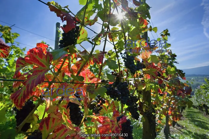 : Grapes ripe pink coloured grapes hanging : Grapes ripe pink coloured grapes hanging