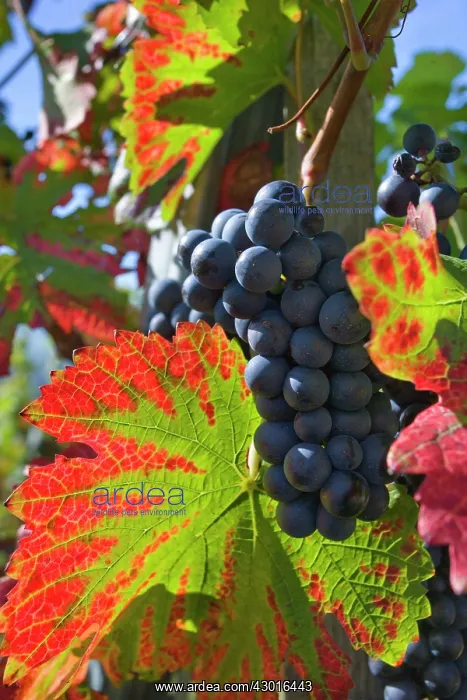 : Grapes ripe pink coloured grapes hanging : Grapes ripe pink coloured grapes hanging