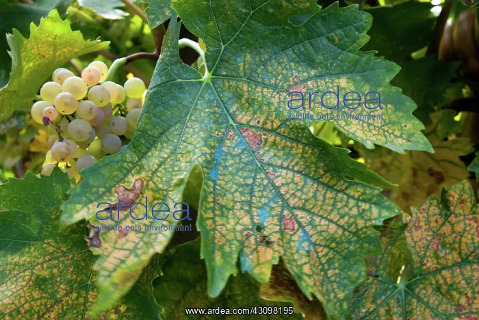  : Grapes, Umbria, Italy