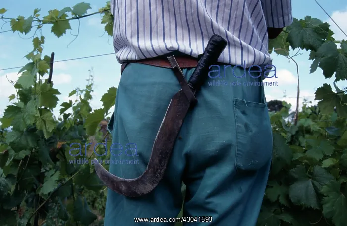  : Grapevine, Vitis vinifera