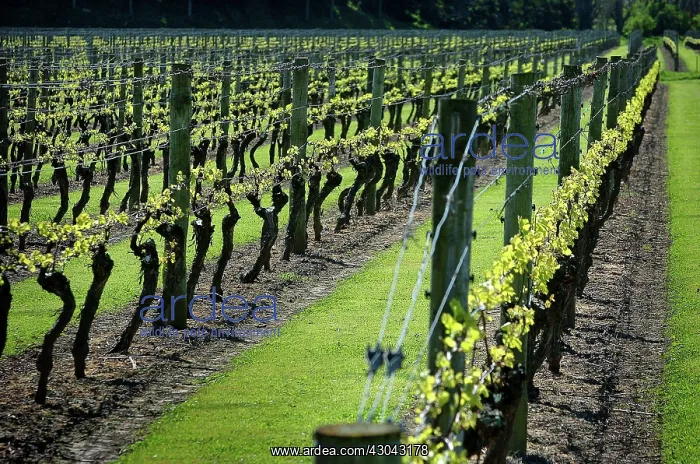 : Grapevine, Vitis vinifera : Grapevine, Vitis vinifera