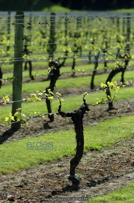 : Grapevine, Vitis vinifera : Grapevine, Vitis vinifera