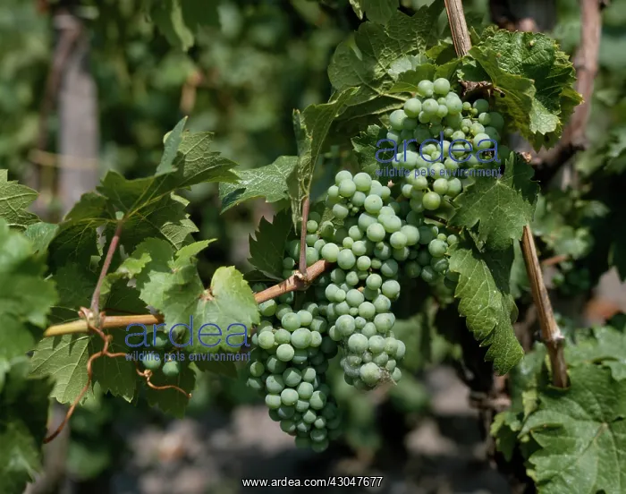 : Grapevine, Vitis vinifera : Grapevine, Vitis vinifera