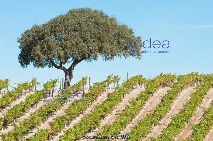 : Grapevine, Vitis vinifera : Grapevine, Vitis vinifera