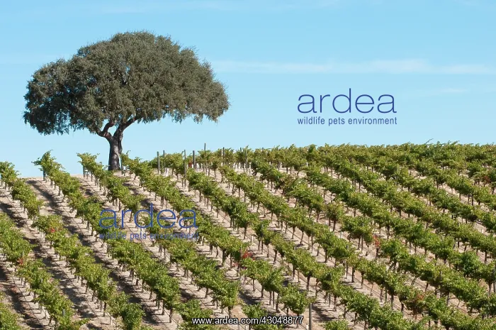 : Grapevine, Vitis vinifera : Grapevine, Vitis vinifera