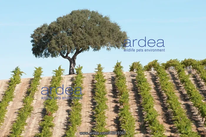 : Grapevine, Vitis vinifera : Grapevine, Vitis vinifera