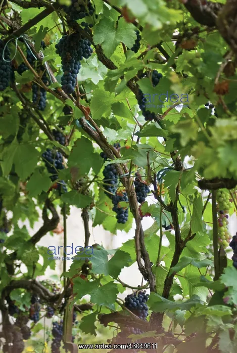 : Grapevine, Vitis vinifera : Grapevine, Vitis vinifera