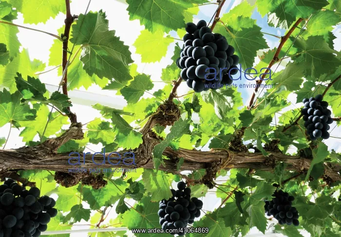 : Grapevine, Vitis vinifera : Grapevine, Vitis vinifera