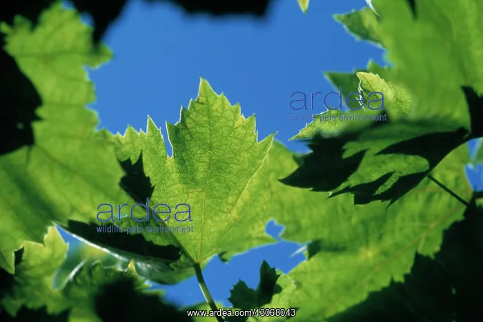 : Grapevine, Vitis vinifera : Grapevine, Vitis vinifera
