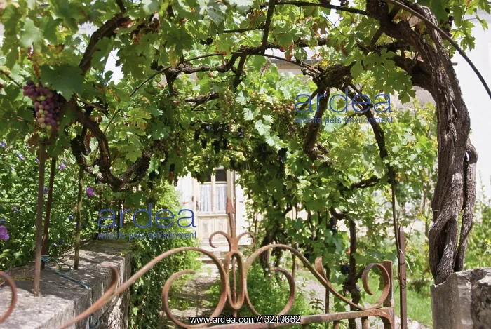 : Grapevine, Vitis vinifera : Grapevine, Vitis vinifera