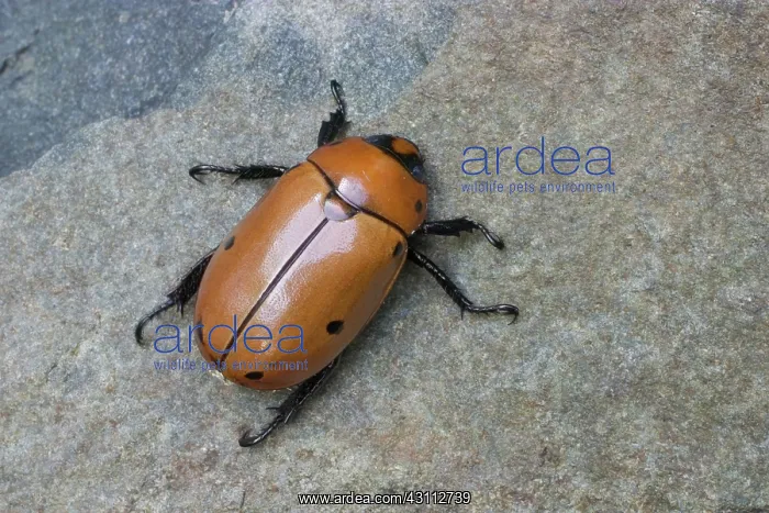 : Grapevine Beetle : Grapevine Beetle