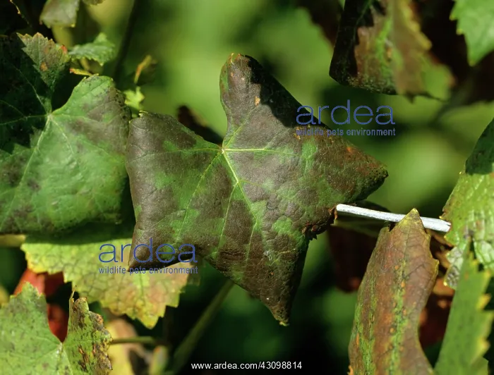 : Grapevine leaf roll virus : Grapevine leaf roll virus
