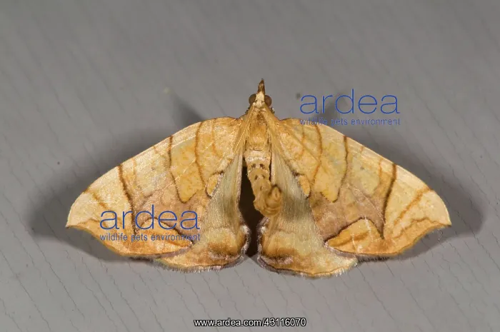 : Grapevine Looper Moth : Grapevine Looper Moth