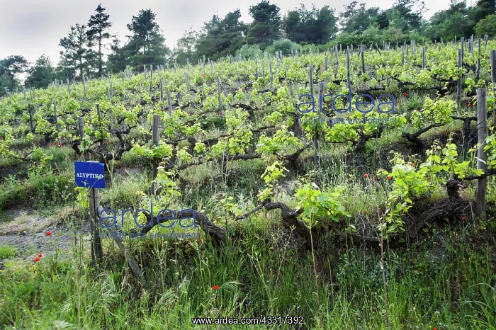 : Grapevine, Vitis vinifera, A sloping vineyard with : Grapevine, Vitis vinifera, A sloping vineyard with