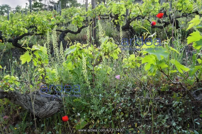 : Grapevine, Vitis vinifera, A sloping vineyard with : Grapevine, Vitis vinifera, A sloping vineyard with