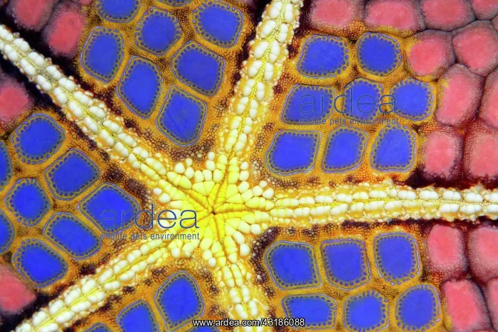 : Graphic structure on underside of Red Pillow Starfish : Graphic structure on underside of Red Pillow Starfish