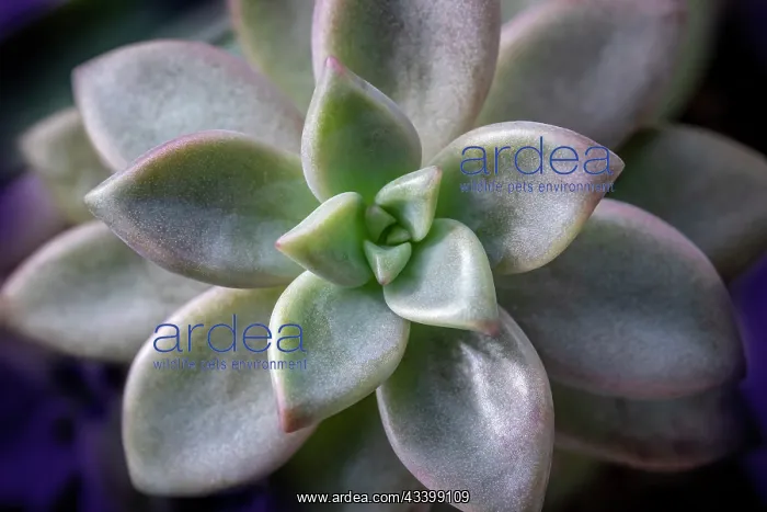 : Graptosedum Francesco Baldi succulent : Graptosedum Francesco Baldi succulent