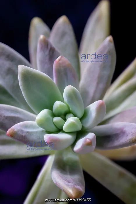 : Graptosedum Francesco Baldi succulent : Graptosedum Francesco Baldi succulent