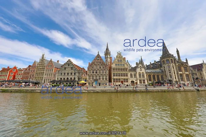 : Graslei quay and the Leie River with medieval buildings : Graslei quay and the Leie River with medieval buildings