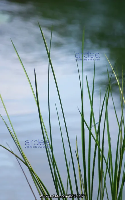  : Grass