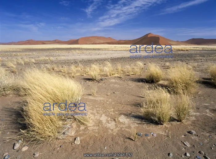 : Grass : Grass