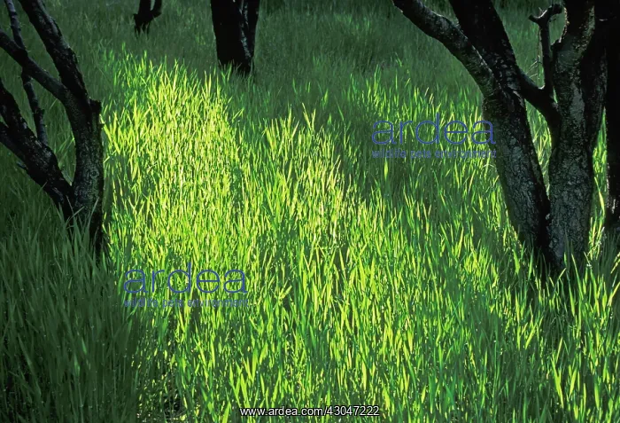 : Grass : Grass