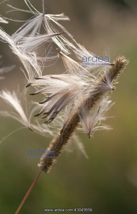 : Grass : Grass