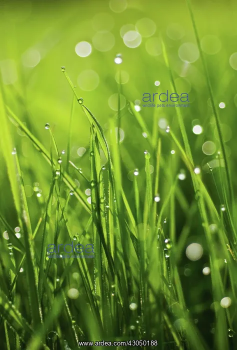 : Grass : Grass