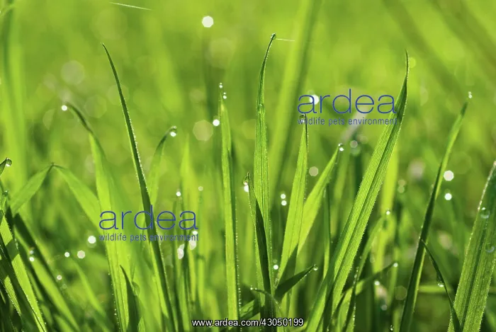 : Grass : Grass