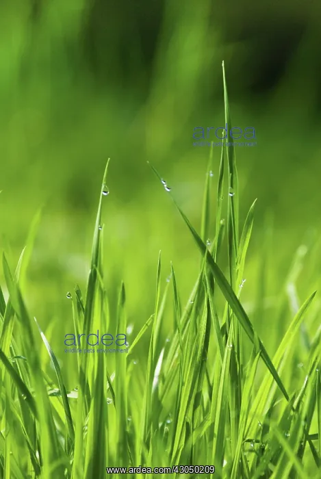 : Grass : Grass