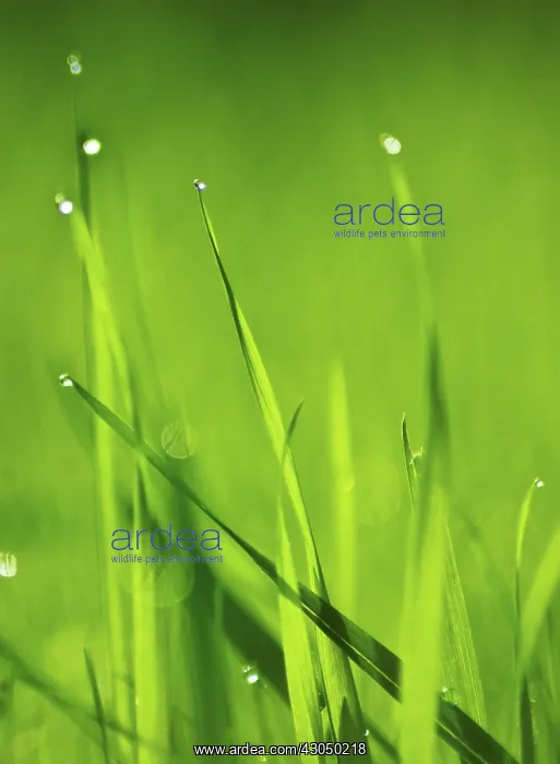 : Grass : Grass