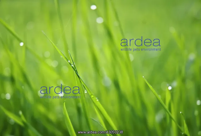 : Grass : Grass