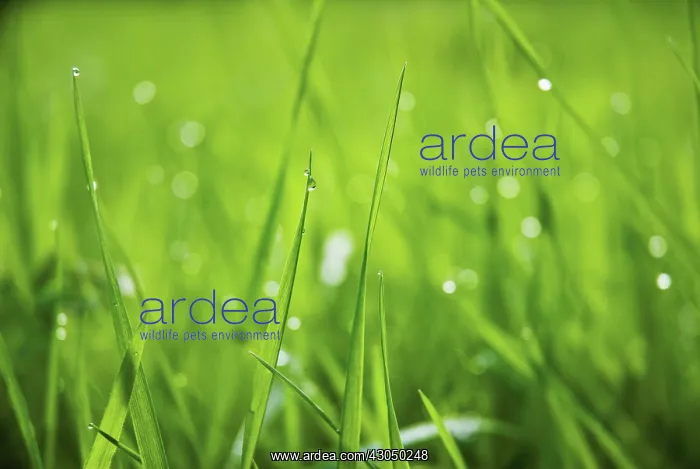 : Grass : Grass
