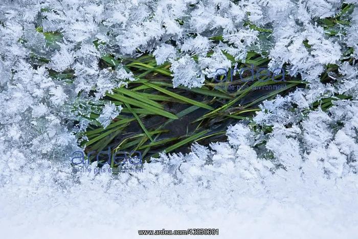 : Grass : Grass