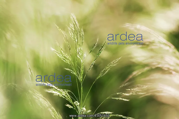 : Grass : Grass