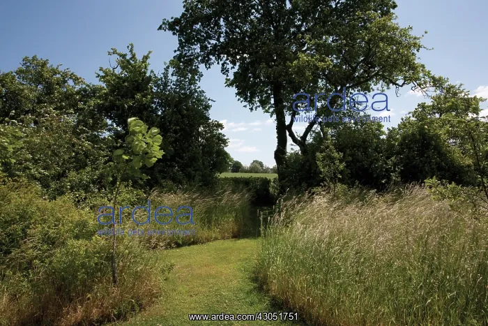 : Grass : Grass