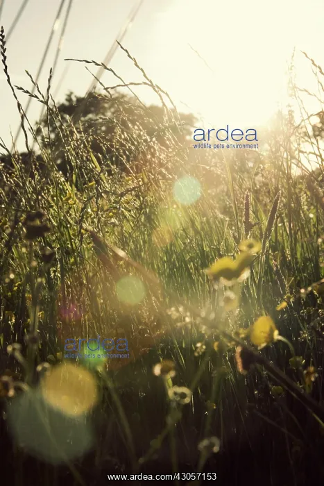 : Grass : Grass