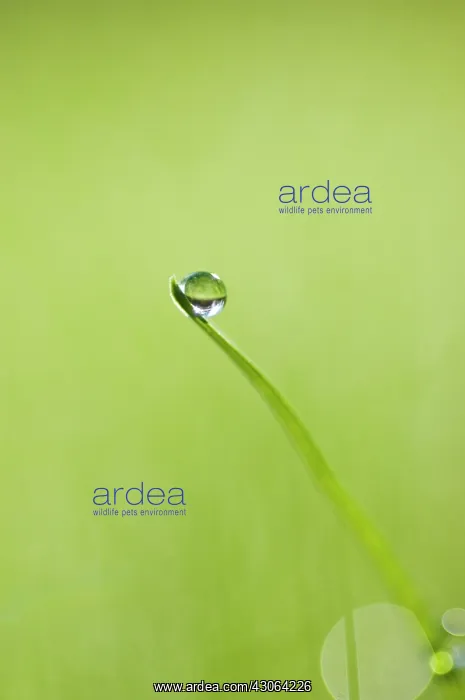 : Grass : Grass