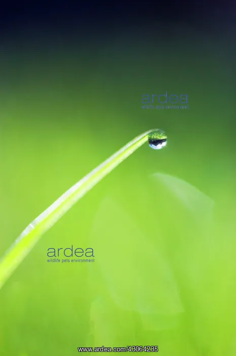 : Grass : Grass