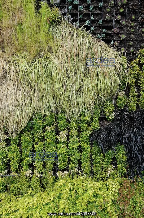  : Grass