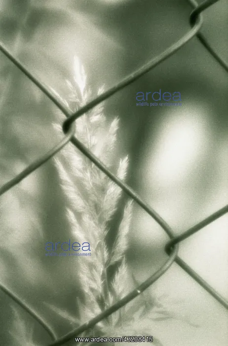 : Grass : Grass